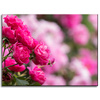Canvas Print Botanical Pink Roses 40x30 cm