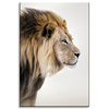 Canvas Print Gazing Lion Nature Face 80x120 cm