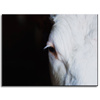 Canvas Print Animals Eye 40x30 cm