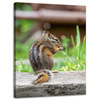 Canvas Print Animals Squirrel 30x40 cm