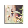 Canvas Print Nature Insect Butterfly Flowers Spring Summer 90x90