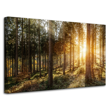 Canvas Print Birch Trees Sun Morning 80x50 cm