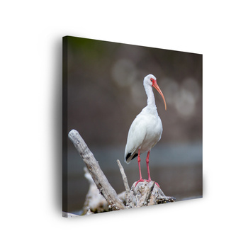 Canvas Print Animals Bird 40x40 cm