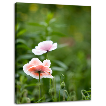 Canvas Print Botany Poppy Flowers 30x40 cm