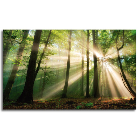 Canvas Print Sun in the Forest Trees Nature 100x60 cm