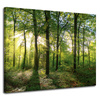Canvas Print Sun Forest Trees Rays of Light 100x80 cm