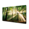 Canvas Print Sun in the Forest Trees Nature 120x80 cm