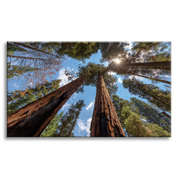 Canvas Print Tall Trees Sky Nature Sun 120x80 cm