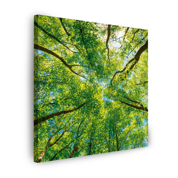 Canvas Print Trees Leaves Nature Forest Spring 80X80 cm