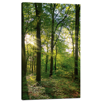 Canvas Print Sun Forest Trees Rays of Light 60x100 cm