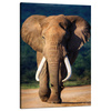 Canvas Print Big Big Elephant Animal Nature 80x120 cm