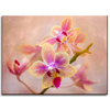 Canvas Print Botany Orchid 40x30 cm