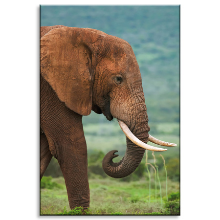 Canvas Print Muddy Elephant Nature Nature 80x120 cm