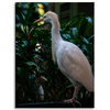Canvas Print Animals Bird 30x40 cm