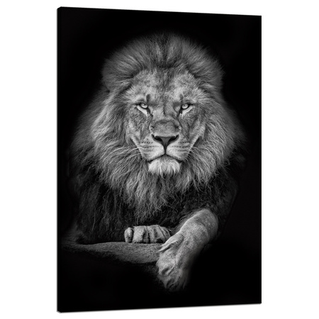 Canvas Print Gray Lion Face Pose King 80x120 cm