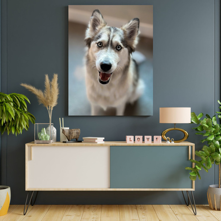 Canvas Print Animals Husky Dog 30x40 cm