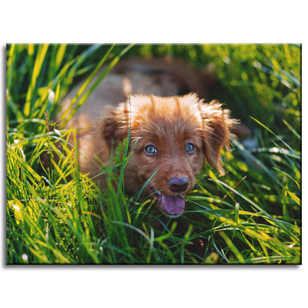 Canvas Print Animals Dog in the Grass 40x30 cm