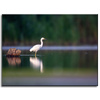 Canvas Print Animals Heron 40x30 cm