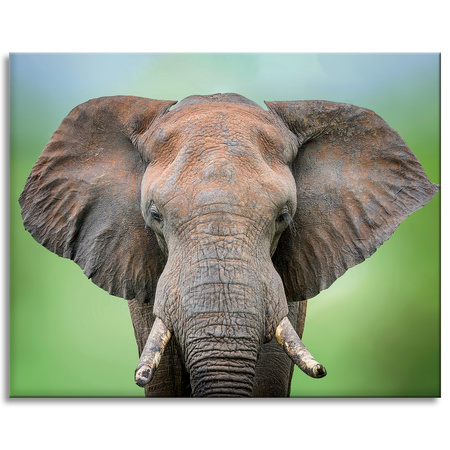 Canvas Print Elephant Face Tusks Gray Animal 100x80 cm