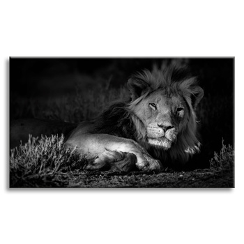 Canvas Print Dark Colors Lion Calm 100x80 cm