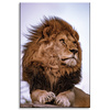Canvas Print Head Lion Mane Wildness 80x120 cm