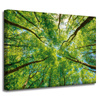Canvas Print Trees Leaves Nature Forest Spring 40x30 cm