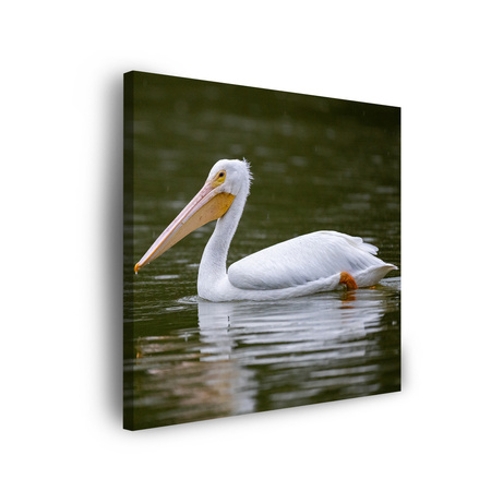Canvas Print Animals Pelican 40x40 cm