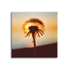 Canvas Print Botany Dandelion 40x40 cm