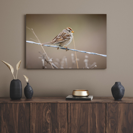 Canvas Print Animals Sparrow 40x30 cm