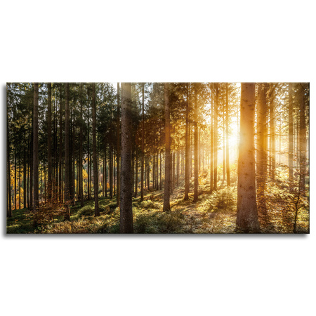 Canvas Print Birch Trees Sun Morning 120x60 cm