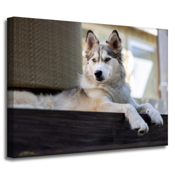 Canvas Print Animals Husky Dog 40x30 cm