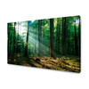 Canvas Print Forest Trees Sun Rays 120x80 cm