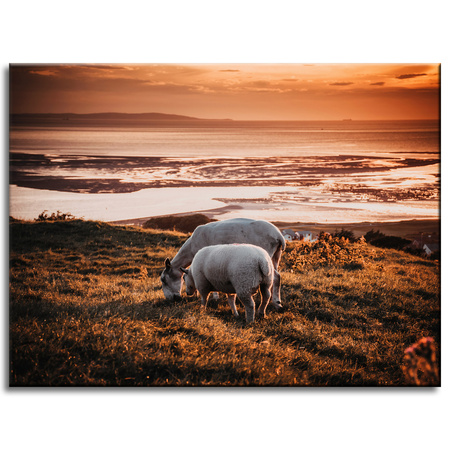 Canvas Print Animals Grazing Sheep 40x30 cm