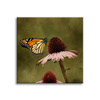 Canvas Print Botany Butterfly Flower 40x40 cm
