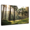 Canvas Print Forest Trees Sun Nature 80x50 cm
