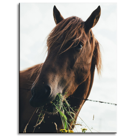Canvas Print Animals Horse 30x40 cm