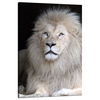 Canvas Print Bright Lion Hair White Majesticity 80x120 cm