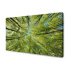 Canvas Print Leaves Trees Green Sun Sky 120x80 cm
