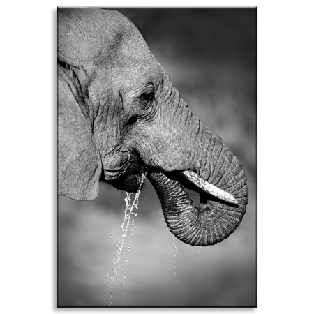 Canvas Print Black and White Elephant Drinking Water 80x120 cm