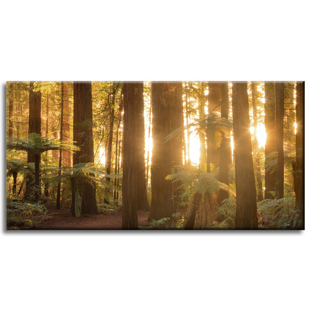 Canvas Print Sun Rays Forest Trees 80x40 cm