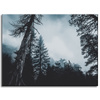 Canvas Print Nature Treetops 40x30 cm
