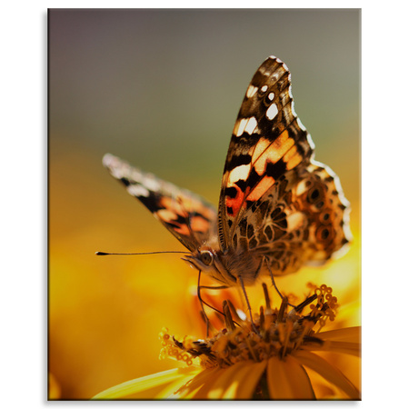 Canvas Print Animals Butterfly on Flower 80x100