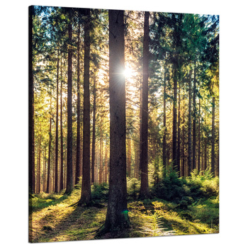 Canvas Print Forest Sun Trees Spring Morning 80x100 cm