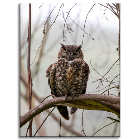 Canvas Print Animals Sleeping Owl 30x40 cm