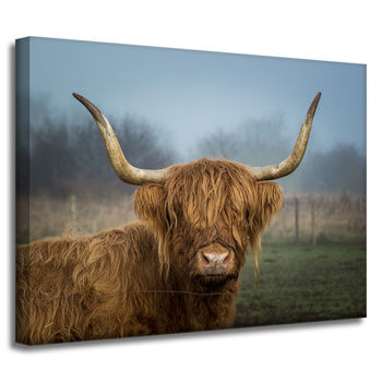 Canvas Print Animals Cow 40x30 cm