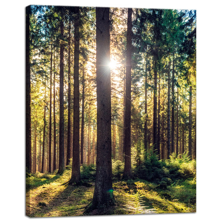 Canvas Print Forest Sun Trees Spring Morning 40x50 cm