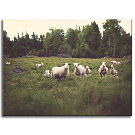 Canvas Print Nature Sheep on Pasture 40x30 cm