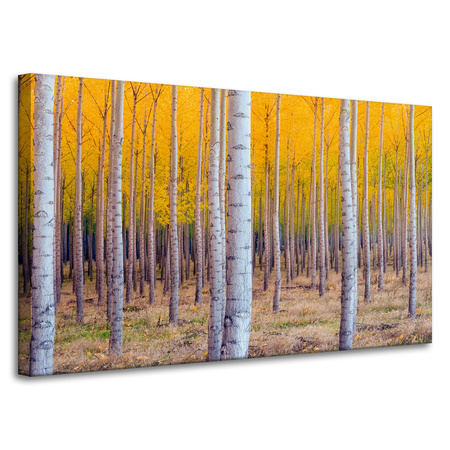 Canvas Print Birch Trees Autumn Yellow Leaves 100x60 cm