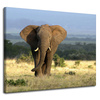 Canvas Print Elephant Africa Savannah Nature Art 100x80 cm