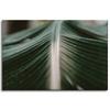 Canvas Print Nature Palm Leaf 90x60